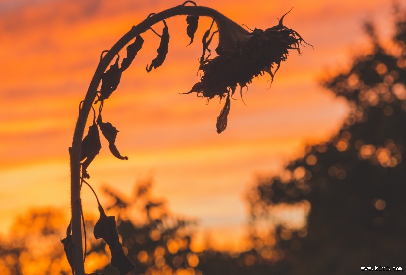 美丽的向日葵图片