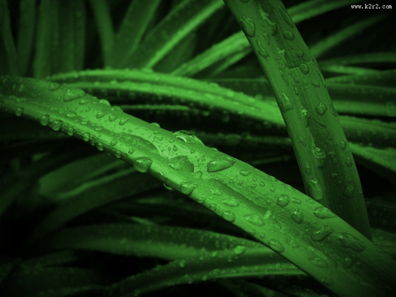 青草上面的露水图片大全