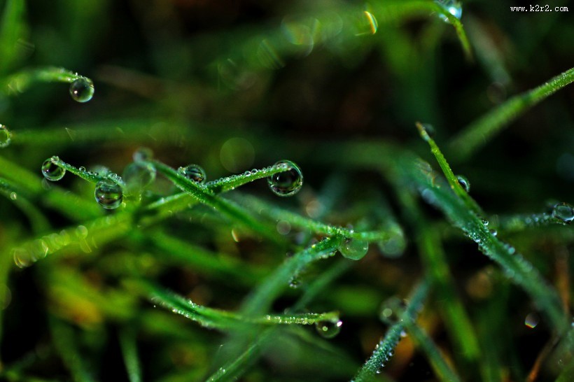 青草上面的露水图片大全