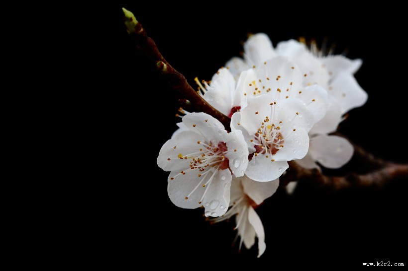 美丽的山杏花图片大全
