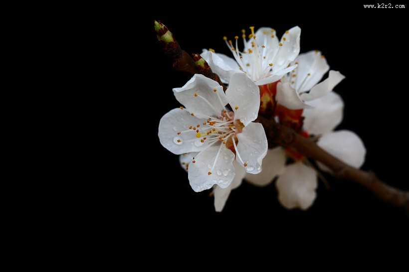 美丽的山杏花图片大全