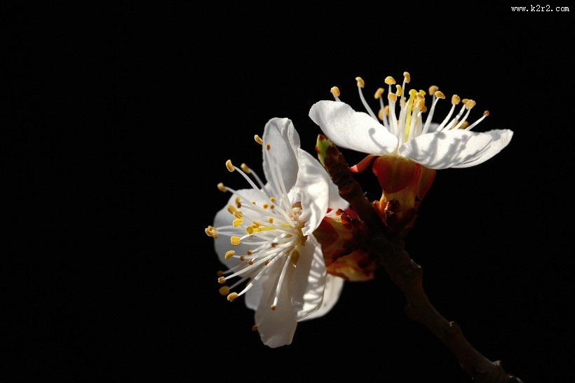 美丽的山杏花图片大全