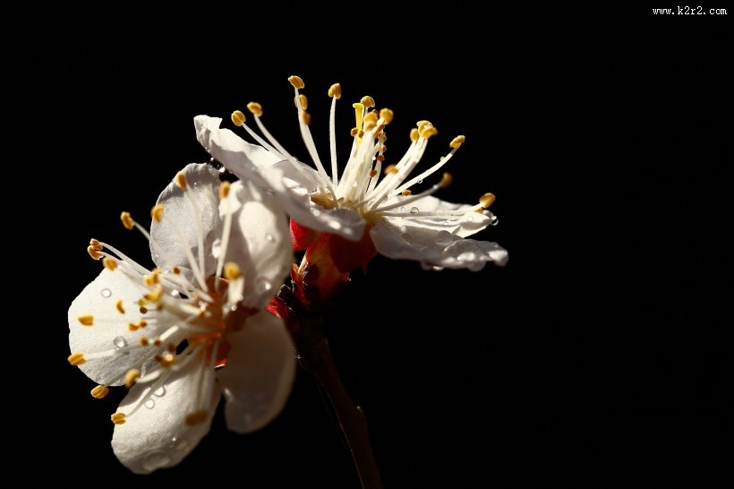 美丽的山杏花图片大全