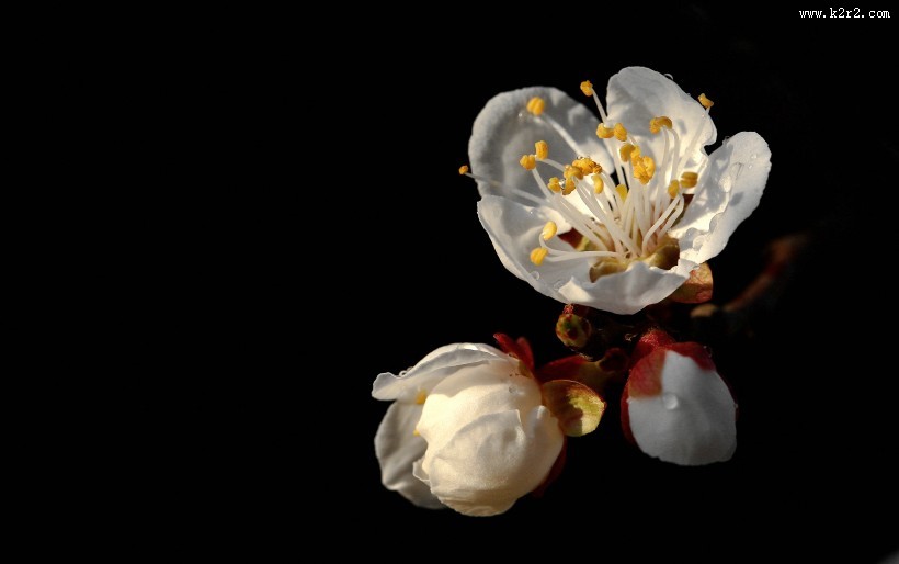 美丽的山杏花图片大全