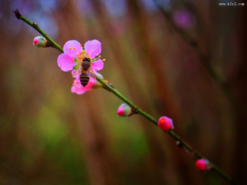 美丽的桃花的图片大全
