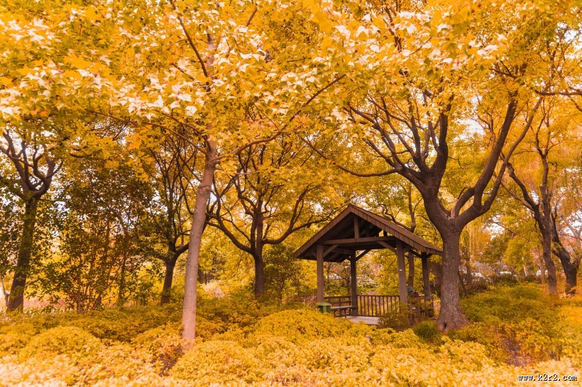 秋天金黄的叶子图片
