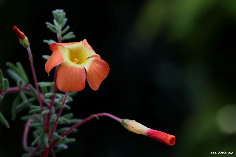 各种颜色的酢浆草花图片