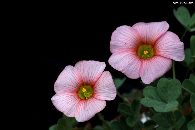 各种颜色的酢浆草花图片