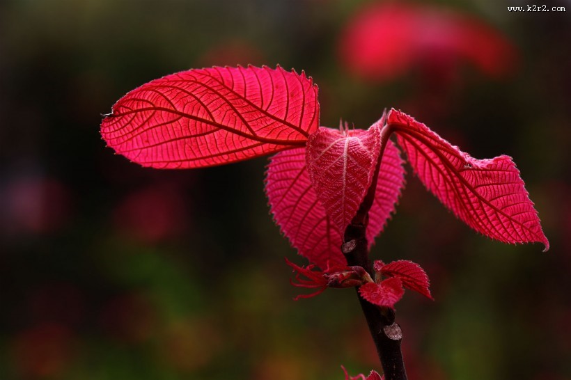 植物山麻杆图片