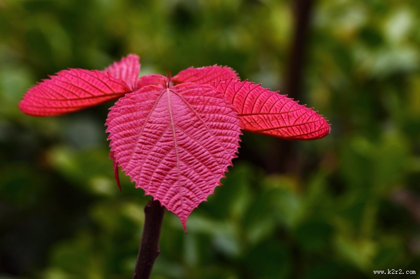 植物山麻杆图片