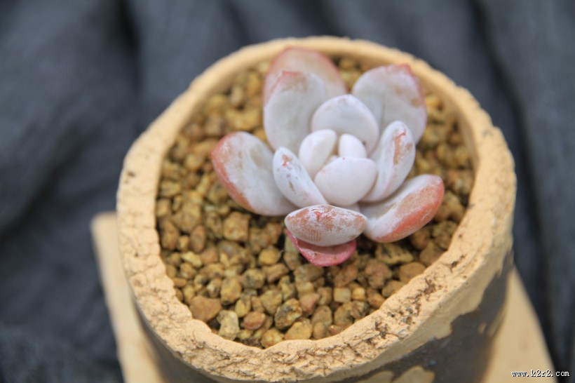 漂亮可爱的多肉植物图片