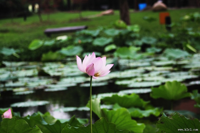 池塘里的淡雅荷花图片