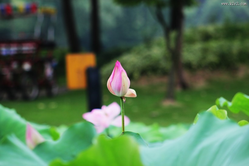 池塘里的淡雅荷花图片