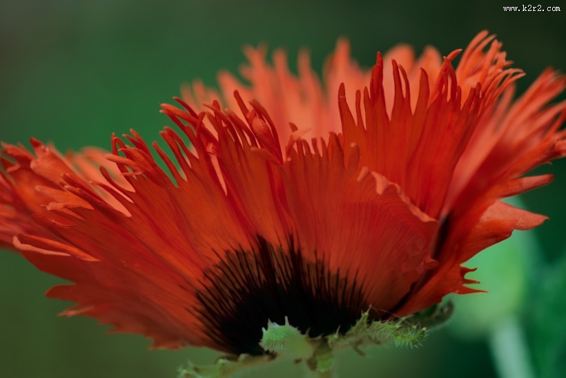 艳丽的红色罂粟花图片