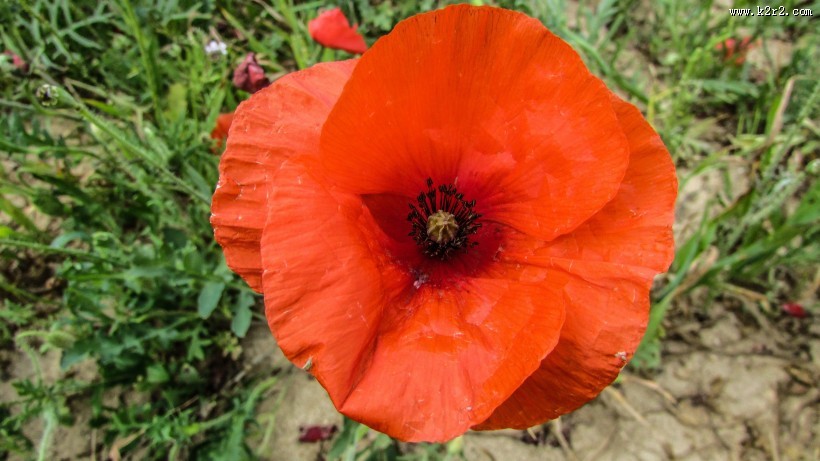 艳丽的红色罂粟花图片