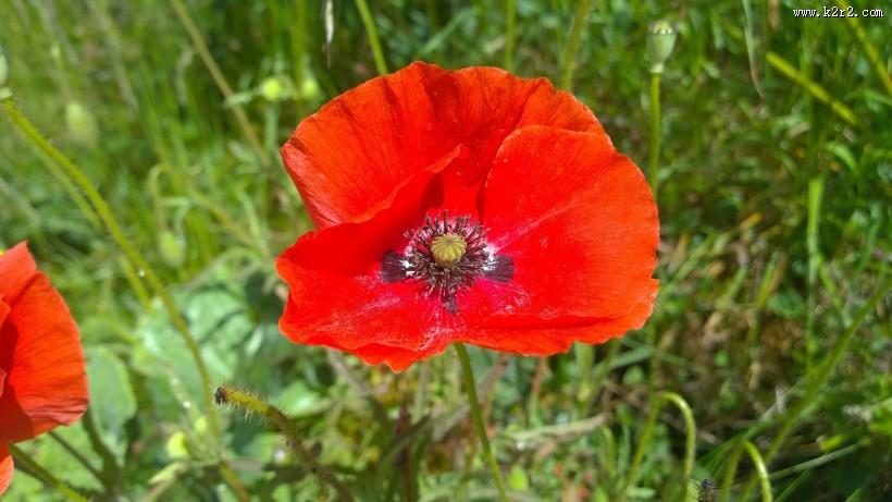 艳丽的红色罂粟花图片
