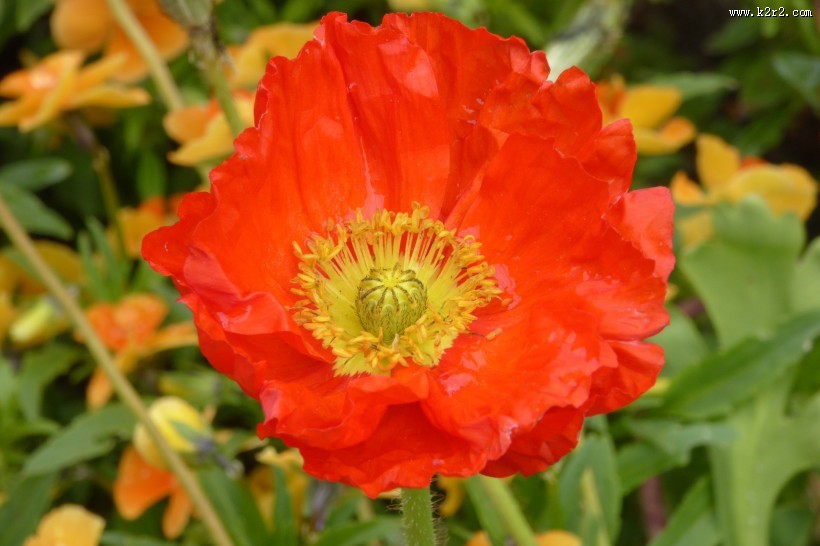 艳丽的红色罂粟花图片