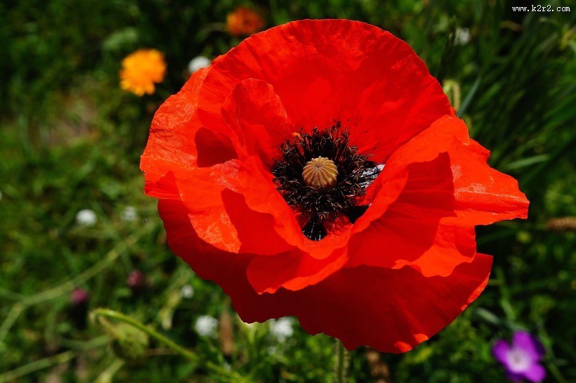 艳丽的红色罂粟花图片