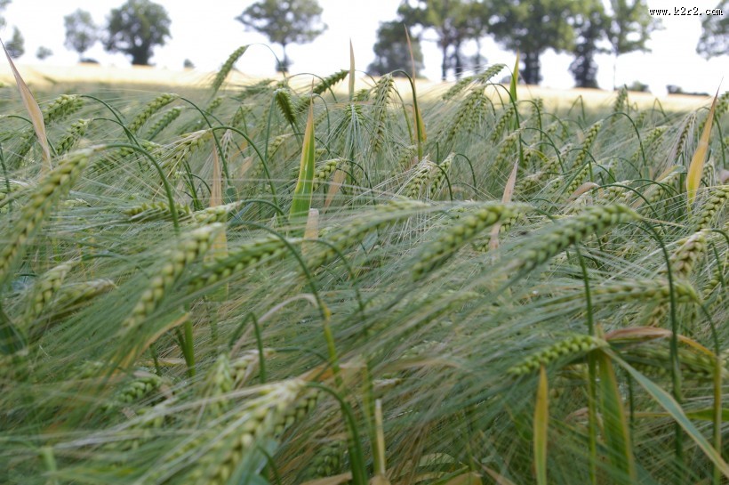 绿色未成熟的大麦图片大全