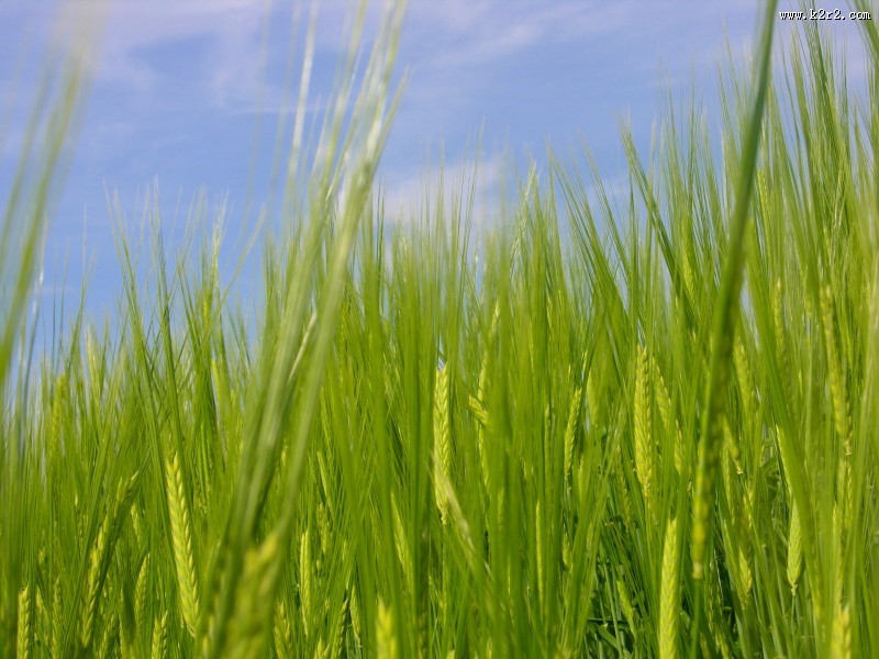 绿色未成熟的大麦图片大全