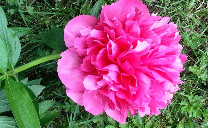 各种颜色的牡丹花图片大全