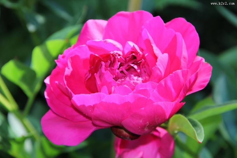 各种颜色的牡丹花图片大全