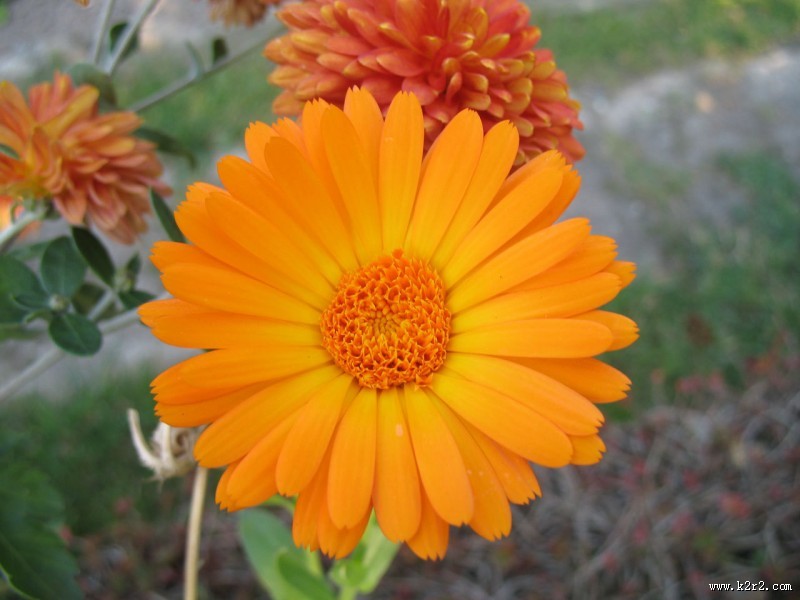 橙色金盏花图片