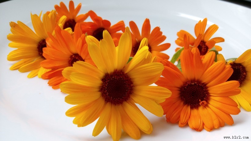 橙色金盏花图片