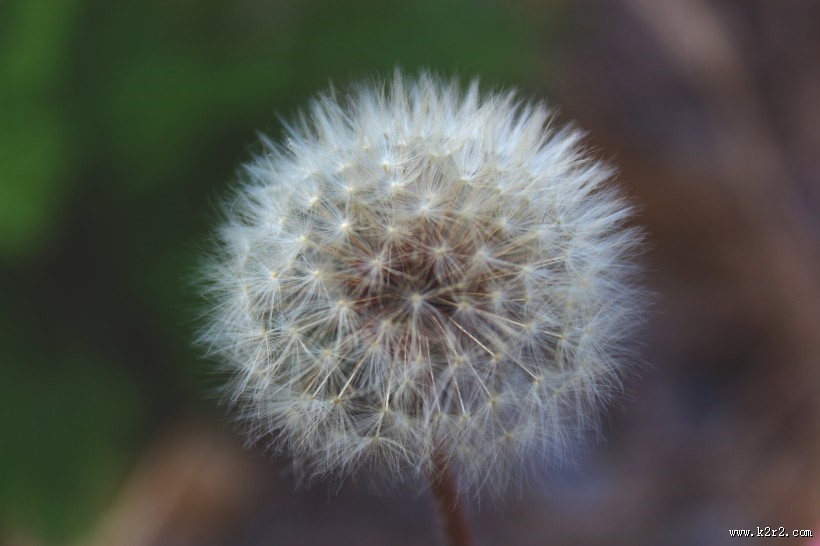 美丽的蒲公英图片大全