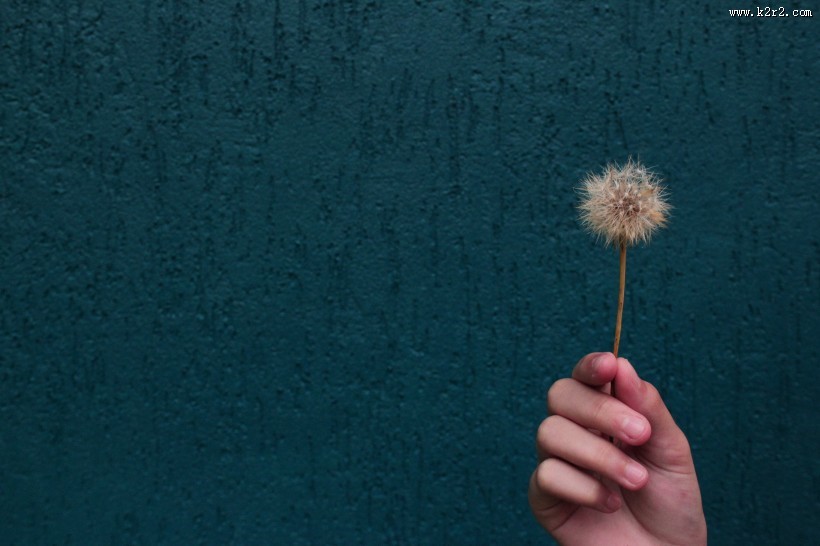 美丽的蒲公英图片