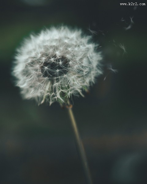 美丽的蒲公英图片