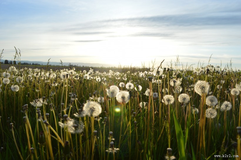 美丽的蒲公英图片