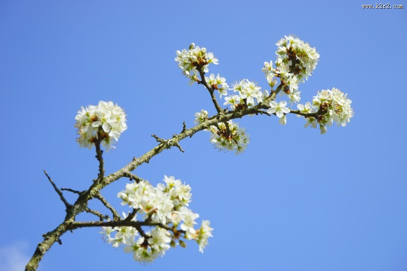 白色杏花图片