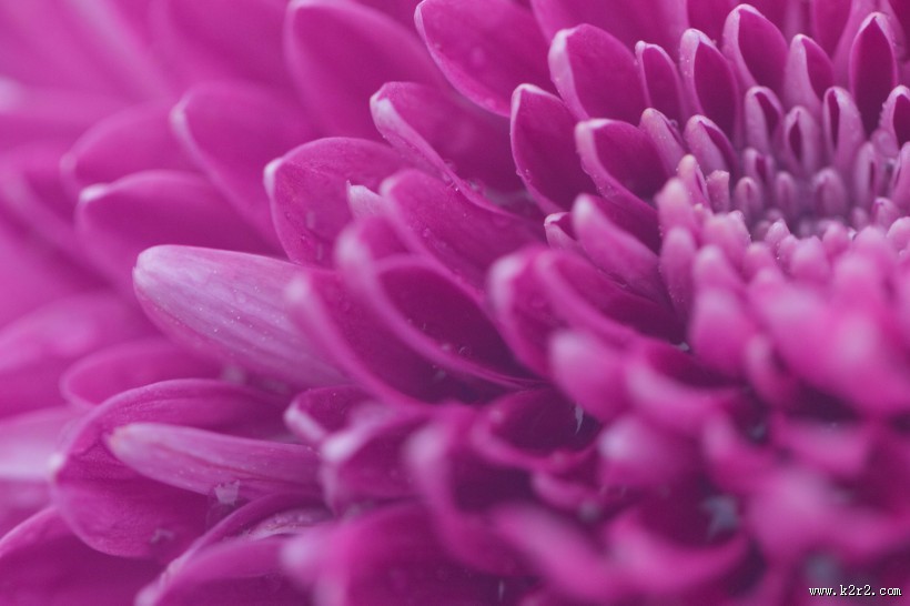 漂亮的紫色菊花微距图片