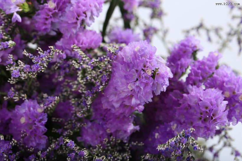 漂亮的紫色干花图片