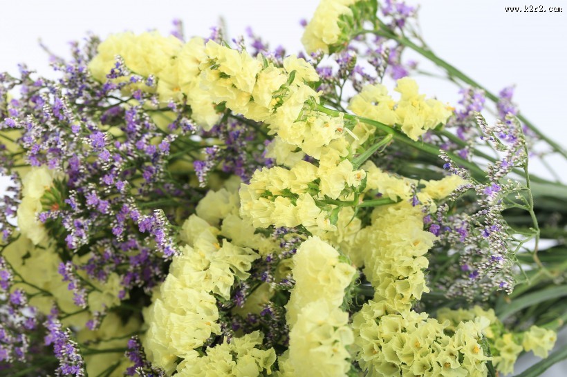 漂亮的紫色干花图片