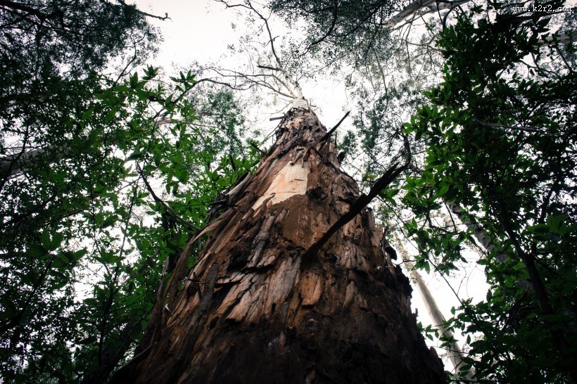 仰视高大的树图片大全