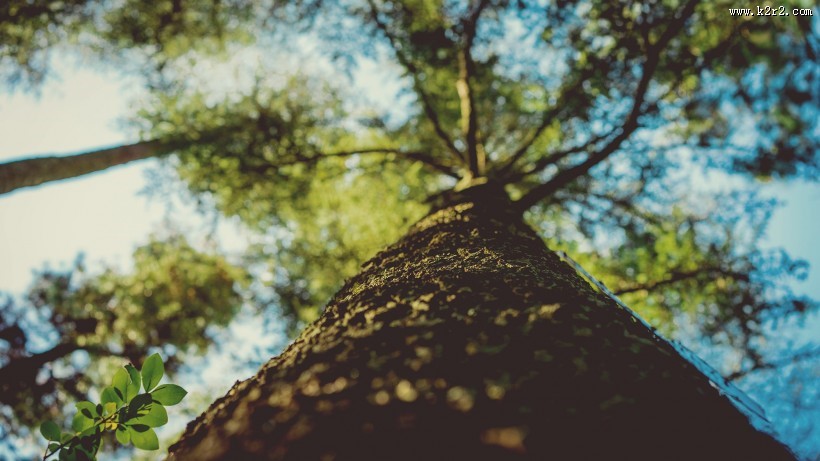 仰视高大的树图片大全