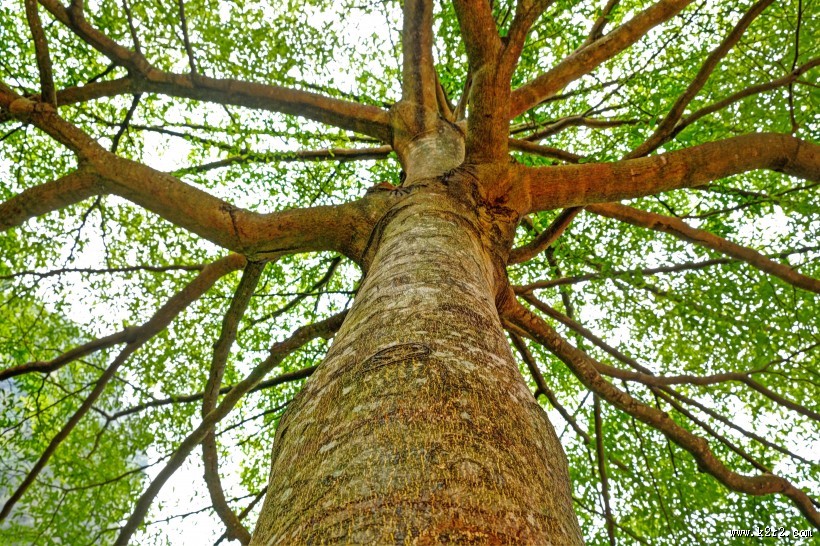 仰视高大的树图片大全