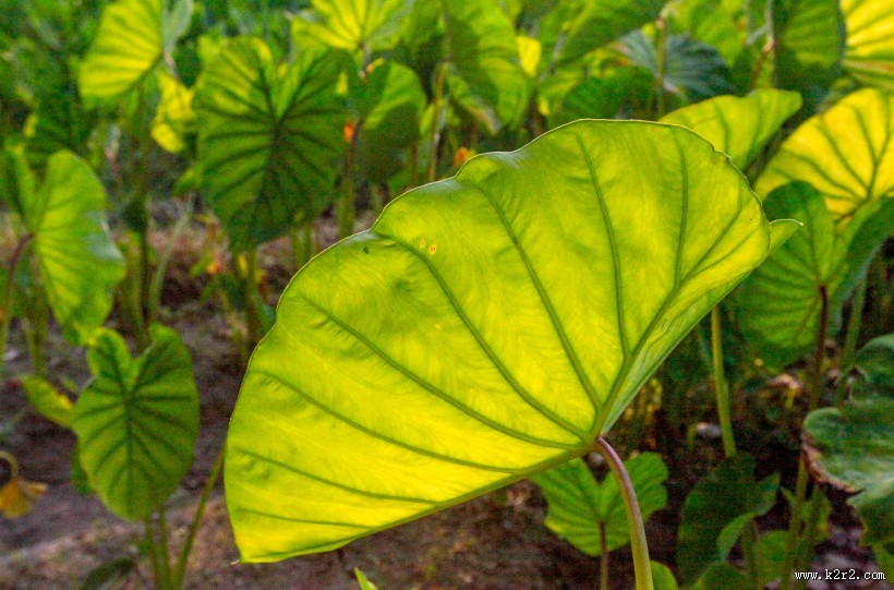 绿色的芋田图片