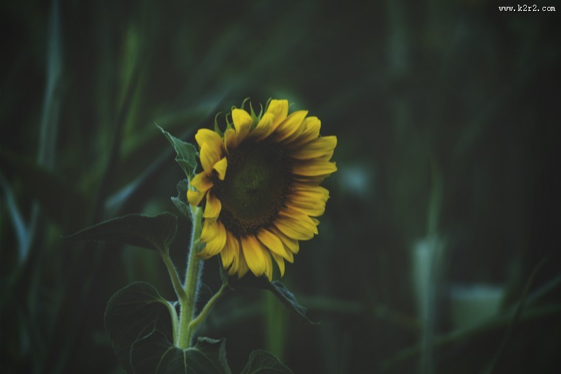 盛开的向日葵图片大全