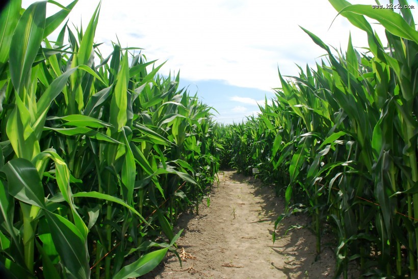 绿色的玉米农作物图片