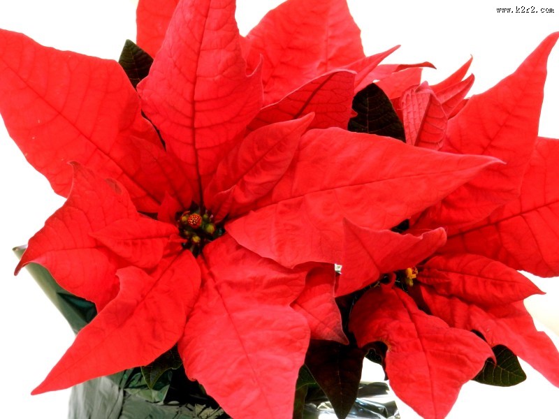 热情似火的一品红图片大全