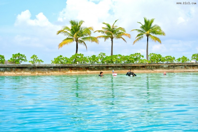 热带海边的椰树图片大全