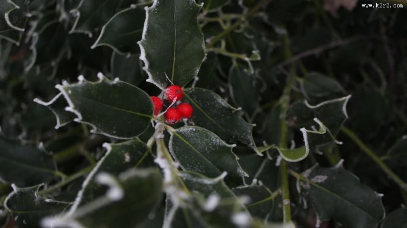 冬青树上深红的果实