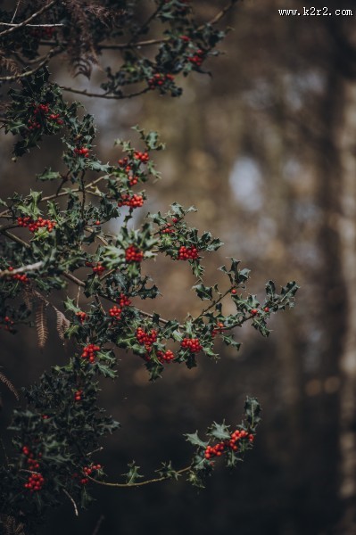 冬青树上深红的果实
