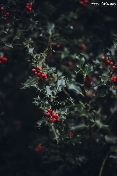 冬青树上深红的果实