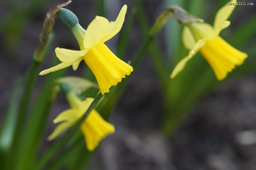 清秀典雅的水仙花图片