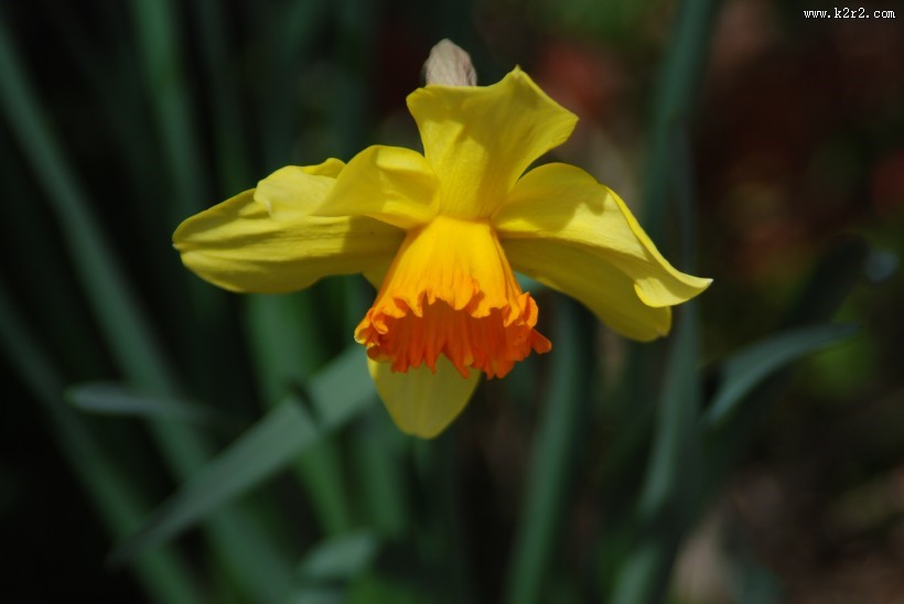 清秀典雅的水仙花图片