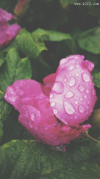 挂着水珠的花朵图片大全